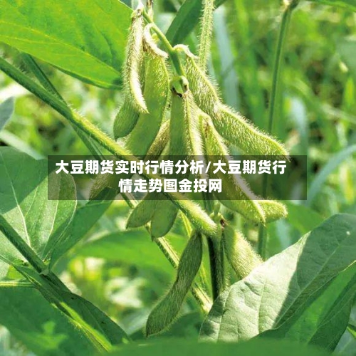 大豆期货实时行情分析/大豆期货行情走势图金投网-第1张图片