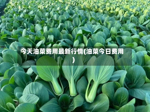 今天油菜费用最新行情(油菜今日费用)-第1张图片