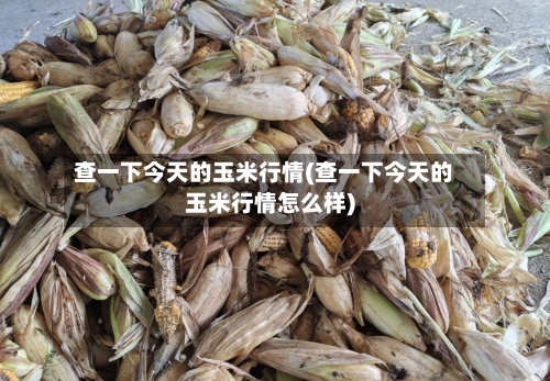 查一下今天的玉米行情(查一下今天的玉米行情怎么样)