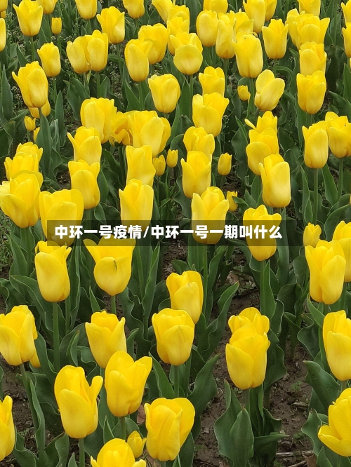 中环一号疫情/中环一号一期叫什么