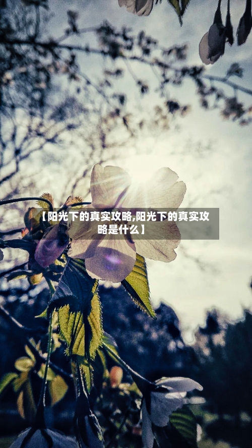 【阳光下的真实攻略,阳光下的真实攻略是什么】-第1张图片
