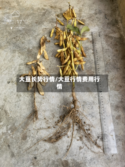 大豆长势行情/大豆行情费用行情-第1张图片