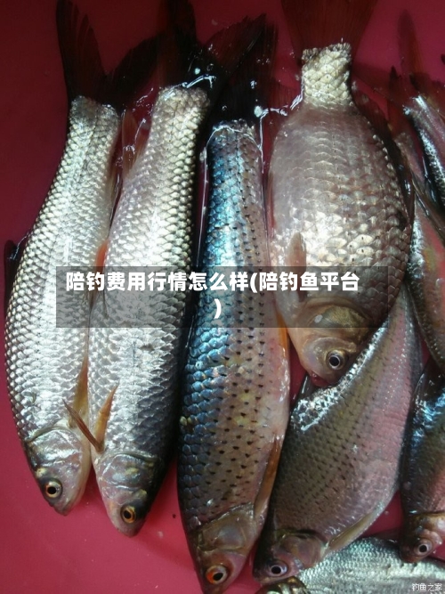 陪钓费用行情怎么样(陪钓鱼平台)-第1张图片