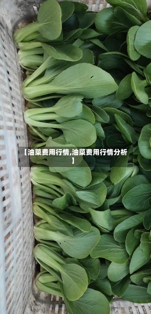 【油菜费用行情,油菜费用行情分析】-第1张图片