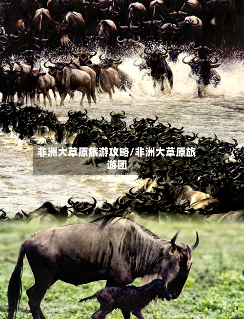 非洲大草原旅游攻略/非洲大草原旅游团-第1张图片