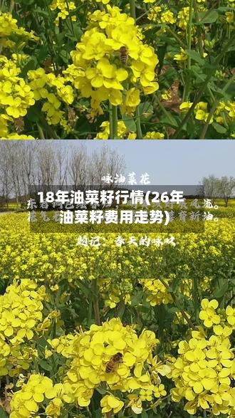 18年油菜籽行情(26年油菜籽费用走势)-第1张图片