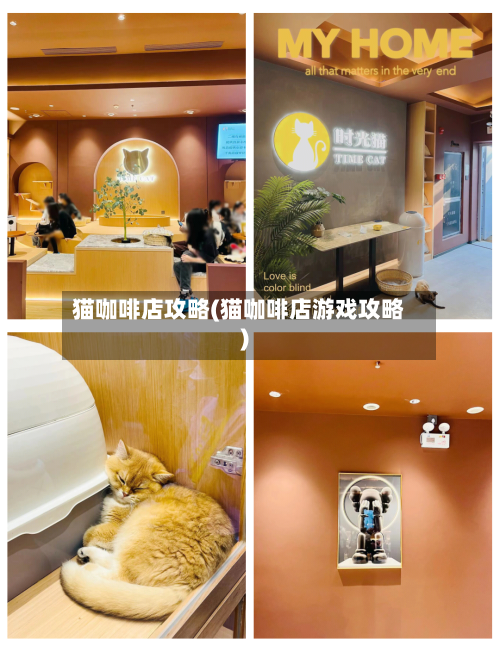 猫咖啡店攻略(猫咖啡店游戏攻略)-第1张图片