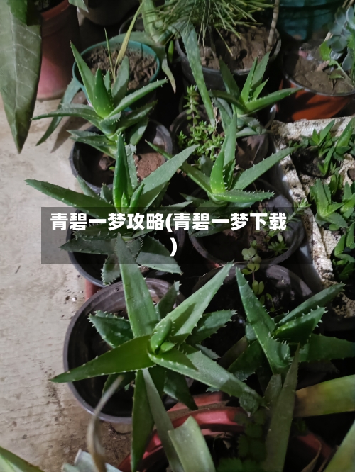 青碧一梦攻略(青碧一梦下载)-第1张图片
