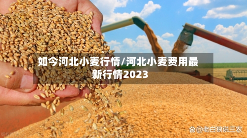 如今河北小麦行情/河北小麦费用最新行情2023-第1张图片