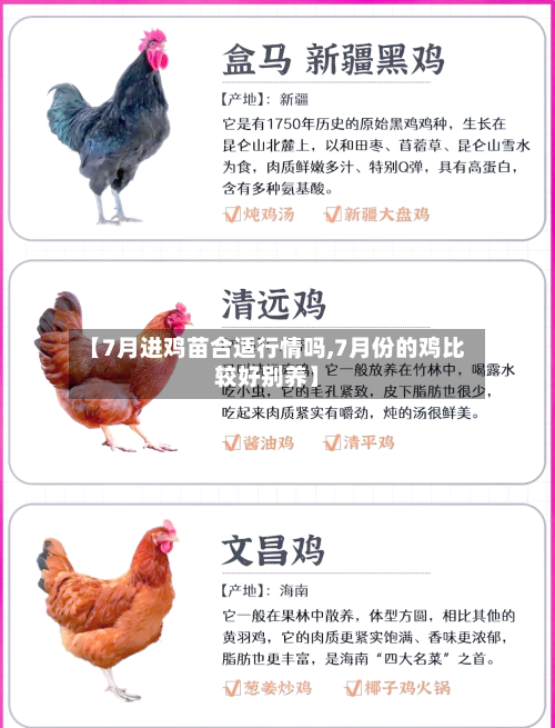 【7月进鸡苗合适行情吗,7月份的鸡比较好别养】-第1张图片