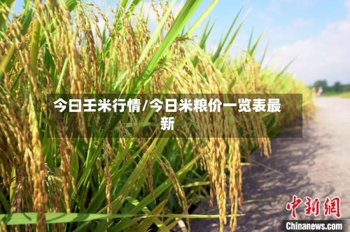 今曰壬米行情/今日米粮价一览表最新-第1张图片