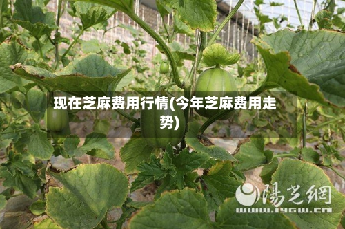现在芝麻费用行情(今年芝麻费用走势)-第1张图片