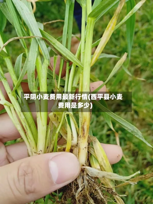 平阴小麦费用最新行情(西平县小麦费用是多少)-第1张图片