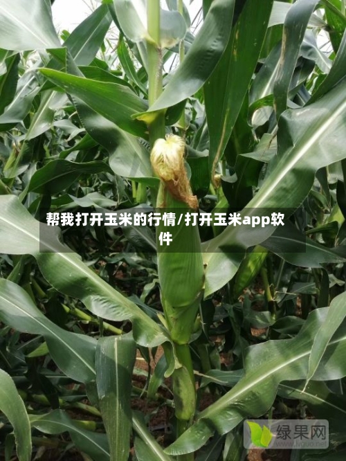 帮我打开玉米的行情/打开玉米app软件-第1张图片