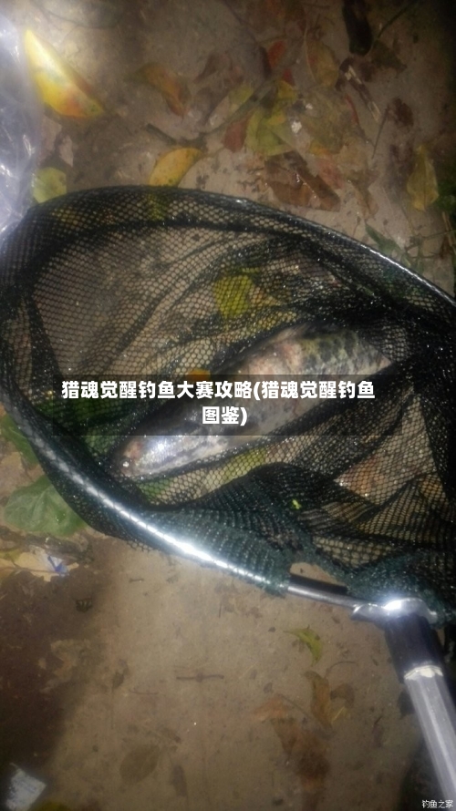 猎魂觉醒钓鱼大赛攻略(猎魂觉醒钓鱼图鉴)-第1张图片