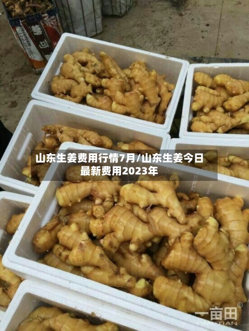 山东生姜费用行情7月/山东生姜今日最新费用2023年-第1张图片
