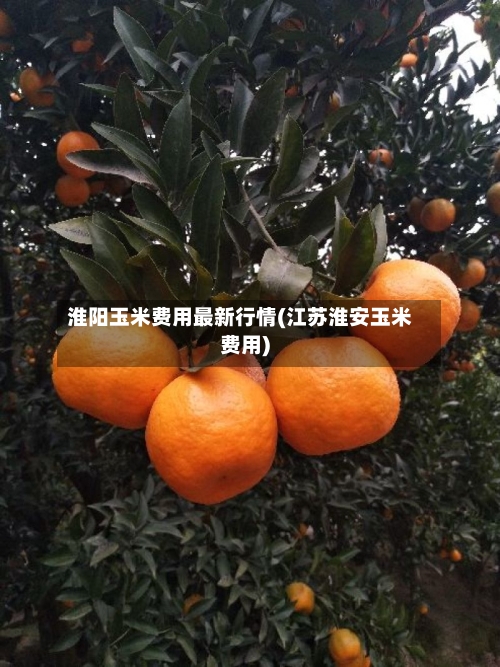 淮阳玉米费用最新行情(江苏淮安玉米费用)-第1张图片