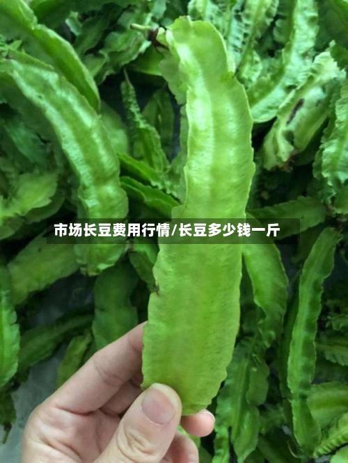 市场长豆费用行情/长豆多少钱一斤-第1张图片