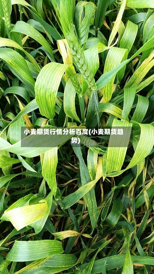 小麦期货行情分析百度(小麦期货趋势)-第2张图片