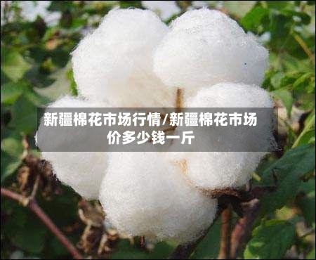 新疆棉花市场行情/新疆棉花市场价多少钱一斤-第1张图片