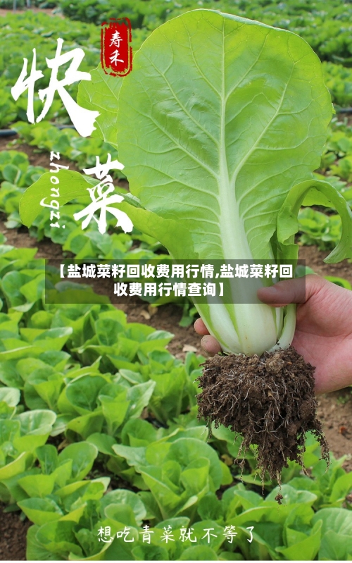 【盐城菜籽回收费用行情,盐城菜籽回收费用行情查询】