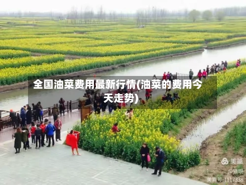 全国油菜费用最新行情(油菜的费用今天走势)