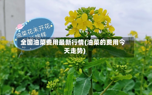全国油菜费用最新行情(油菜的费用今天走势)-第2张图片