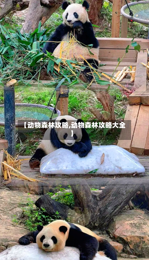 【动物森林攻略,动物森林攻略大全】