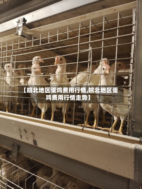 【皖北地区蛋鸡费用行情,皖北地区蛋鸡费用行情走势】-第3张图片
