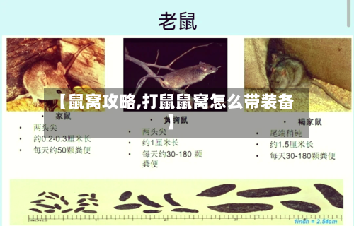 【鼠窝攻略,打鼠鼠窝怎么带装备】