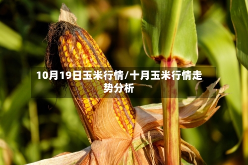10月19日玉米行情/十月玉米行情走势分析-第2张图片