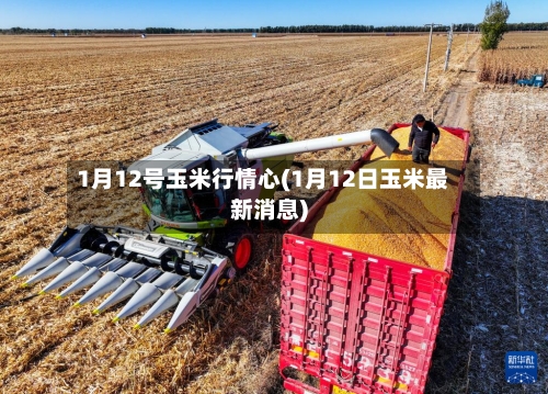 1月12号玉米行情心(1月12日玉米最新消息)